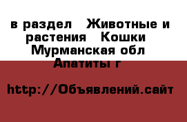  в раздел : Животные и растения » Кошки . Мурманская обл.,Апатиты г.